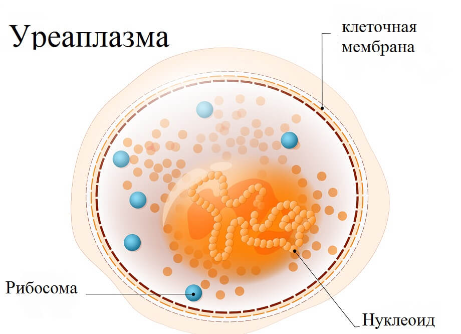 Уреаплазма